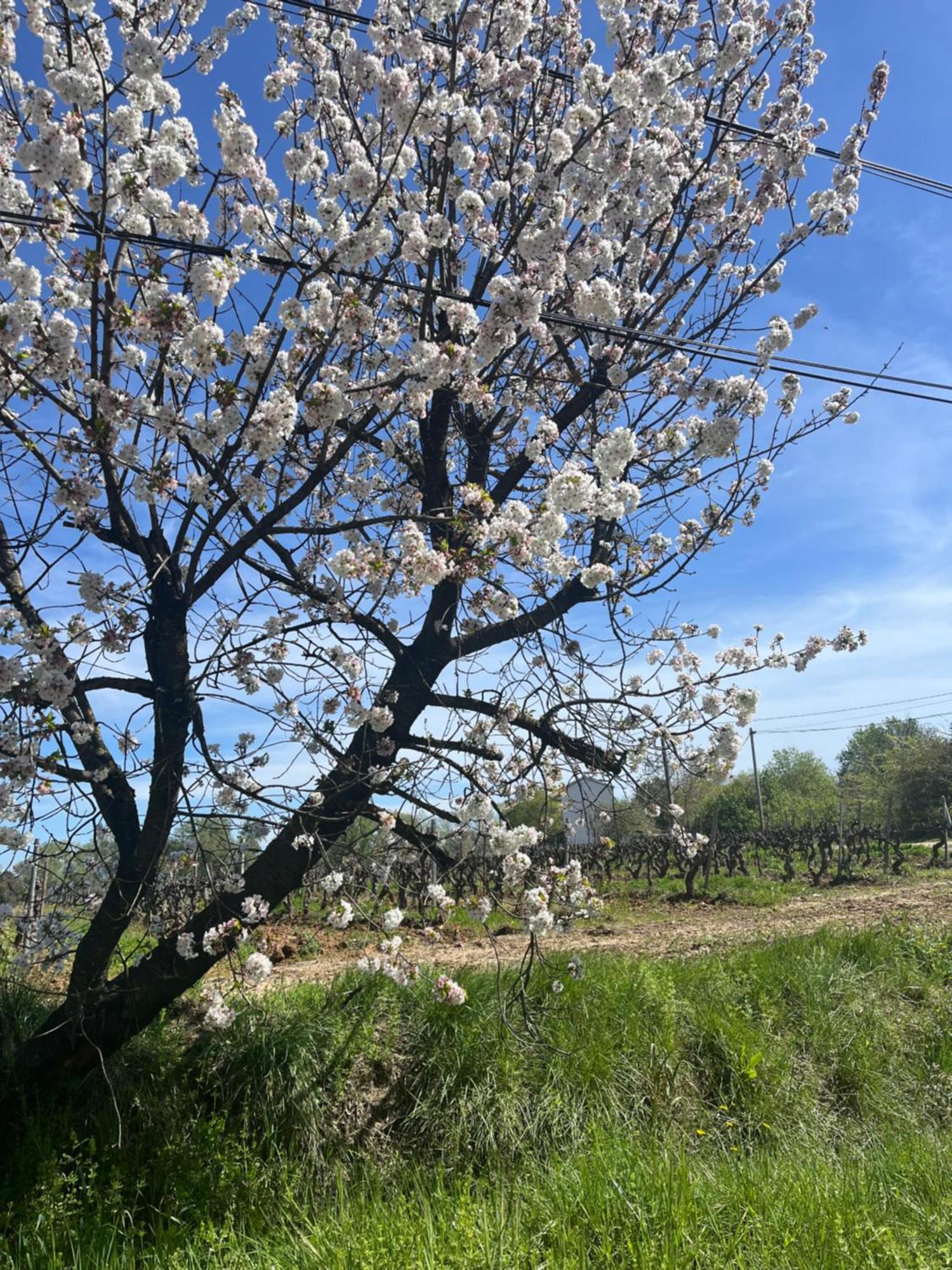 Appartement Avec Piscine Au Milieu Des Vignes Les Arcs-sur-Argens Esterno foto